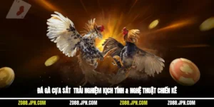 Đá Gà Cựa Sắt - Trải Nghiệm Kịch Tính & Nghệ Thuật Chiến Kê